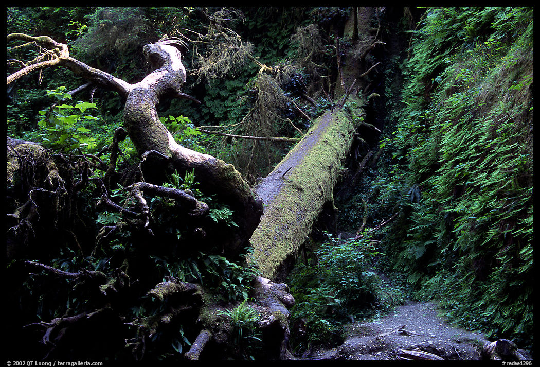 Fallen tree across Fern Canyon. Redwood National Park, California, USA.