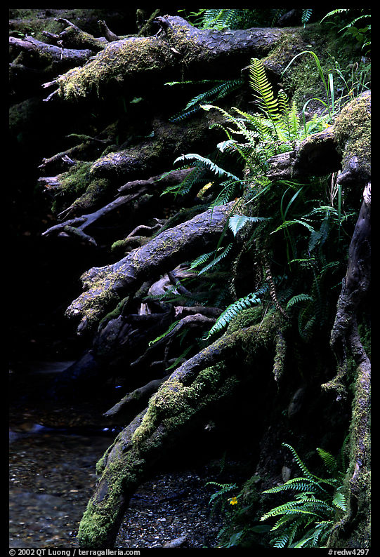 Roots of fallen tree. Redwood National Park