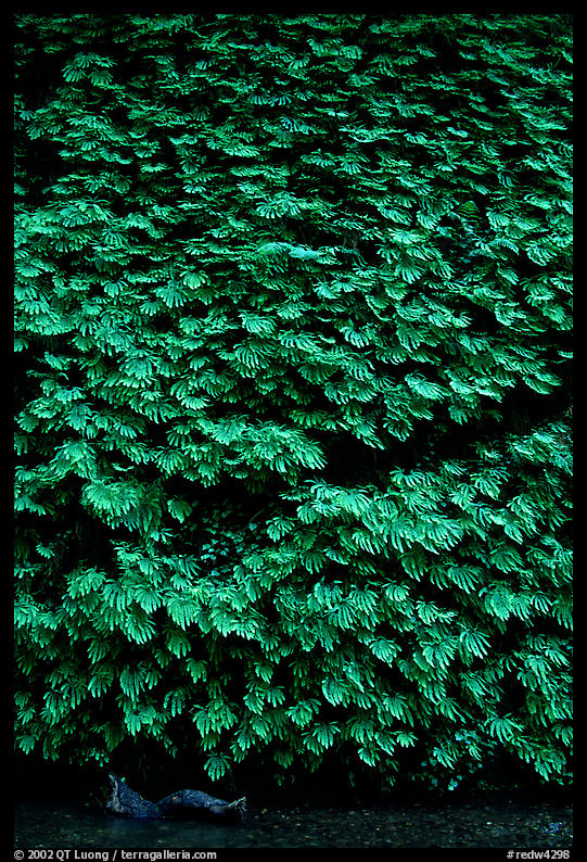 Ferns covering steep wall, Fern Canyon. Redwood National Park, California, USA.