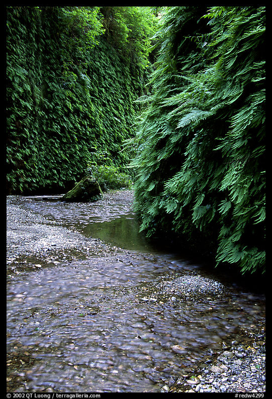 Stream and walls covered with ferns, Fern Canyon. Redwood National Park, California, USA.