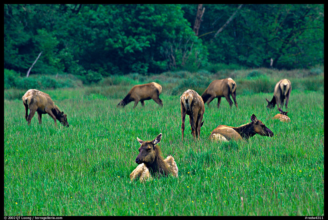 Herd of Roosevelt Elk in meadow, Prairie Creek. Redwood National Park, California, USA.