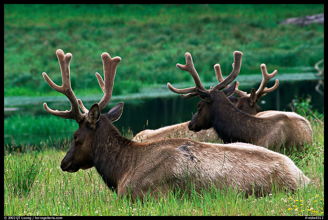 Bull Roosevelt Elks, Prairie Creek. Redwood National Park, California, USA.