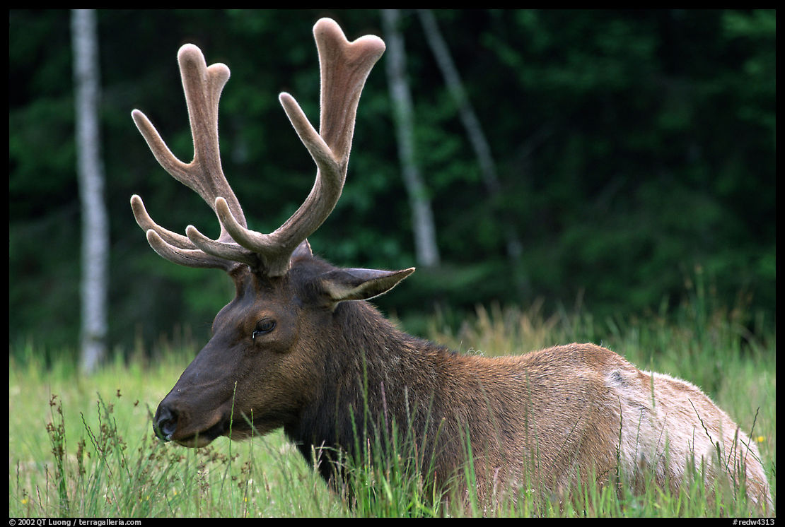 Bull Roosevelt Elk, Prairie Creek. Redwood National Park, California, USA.