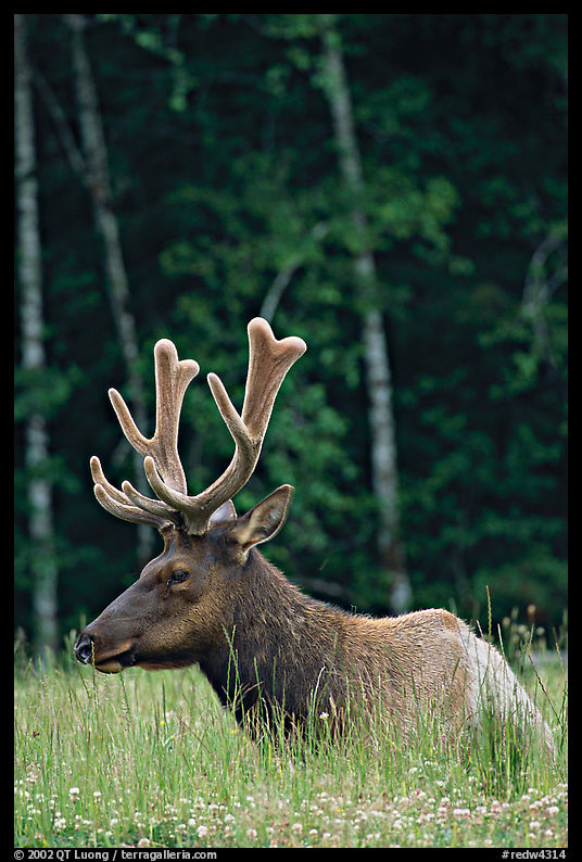 Bull Roosevelt Elk with large antlers, Prairie Creek. Redwood National Park, California, USA.