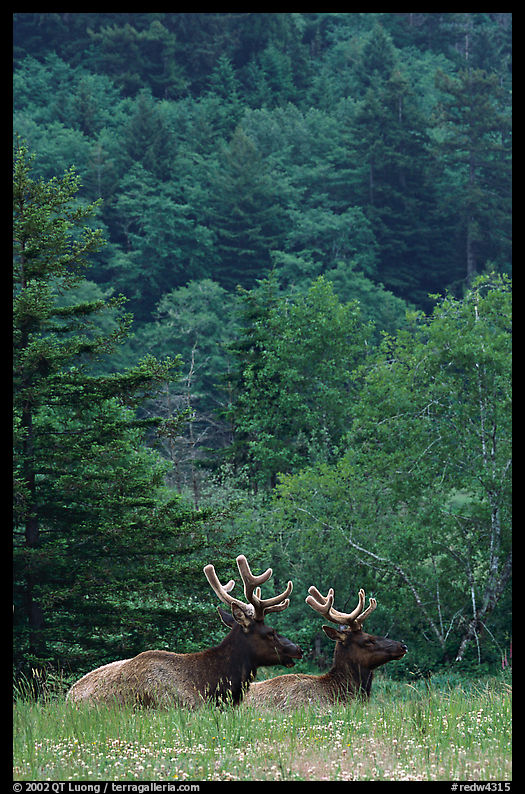 Bull Roosevelt Elks in meadow, Prairie Creek. Redwood National Park, California, USA.