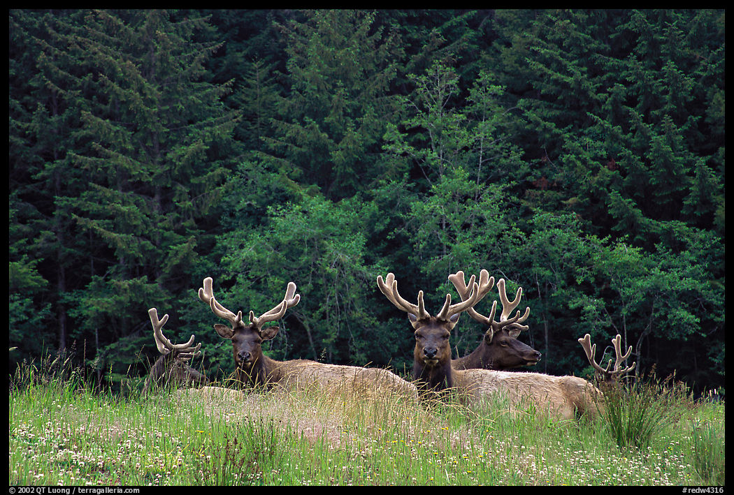 Herd of Bull Roosevelt Elks, Prairie Creek. Redwood National Park, California, USA.