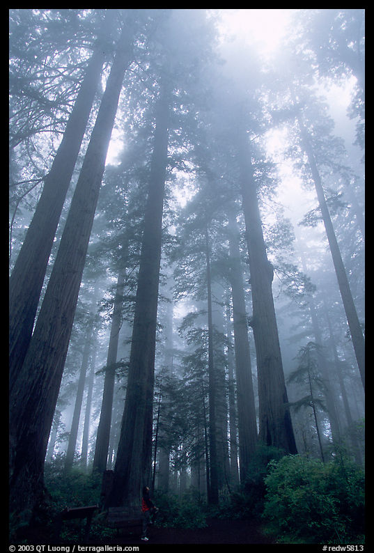Visitor dwarfed by Giant Redwood trees. Redwood National Park, California, USA.