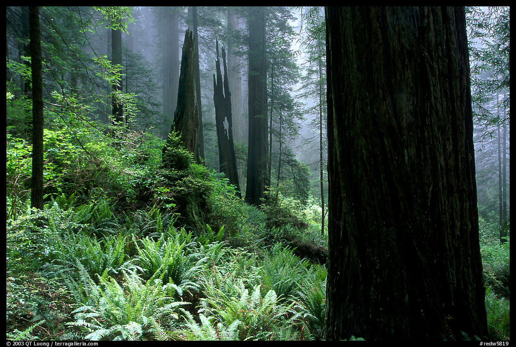 Ferns and redwoods in mist, Del Norte. Redwood National Park, California, USA.