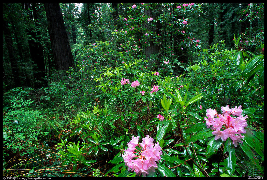 Rododendrons in bloom in a redwood grove, Del Norte. Redwood National Park, California, USA.