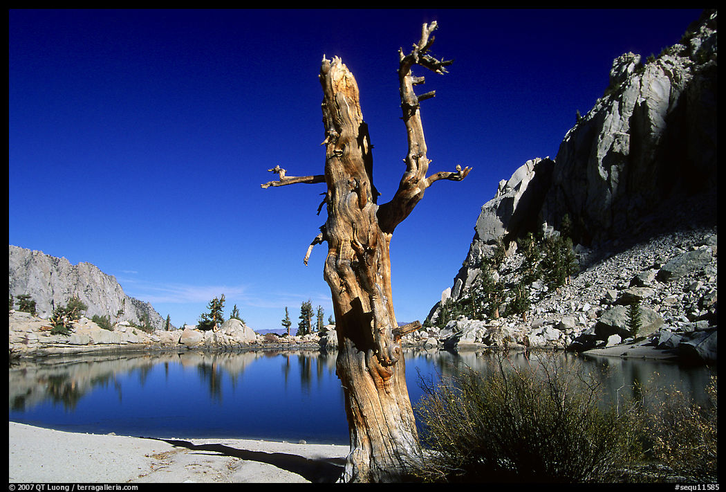 Tree skeleton, Mirror Lake, and Thor Peak, Inyo National Forest. California, USA