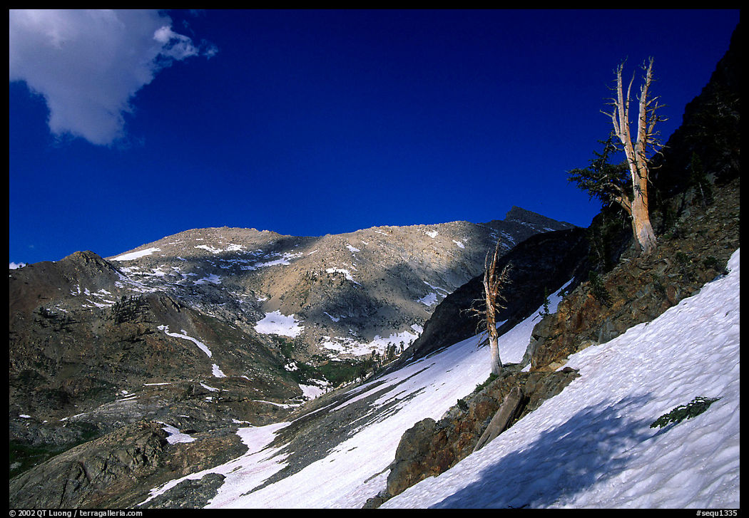 Bare trees above Mineral King, early summer. Sequoia National Park, California, USA.