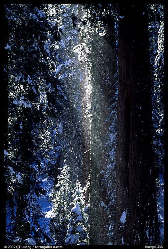 Snow falling from sequoias. Sequoia National Park, California, USA.