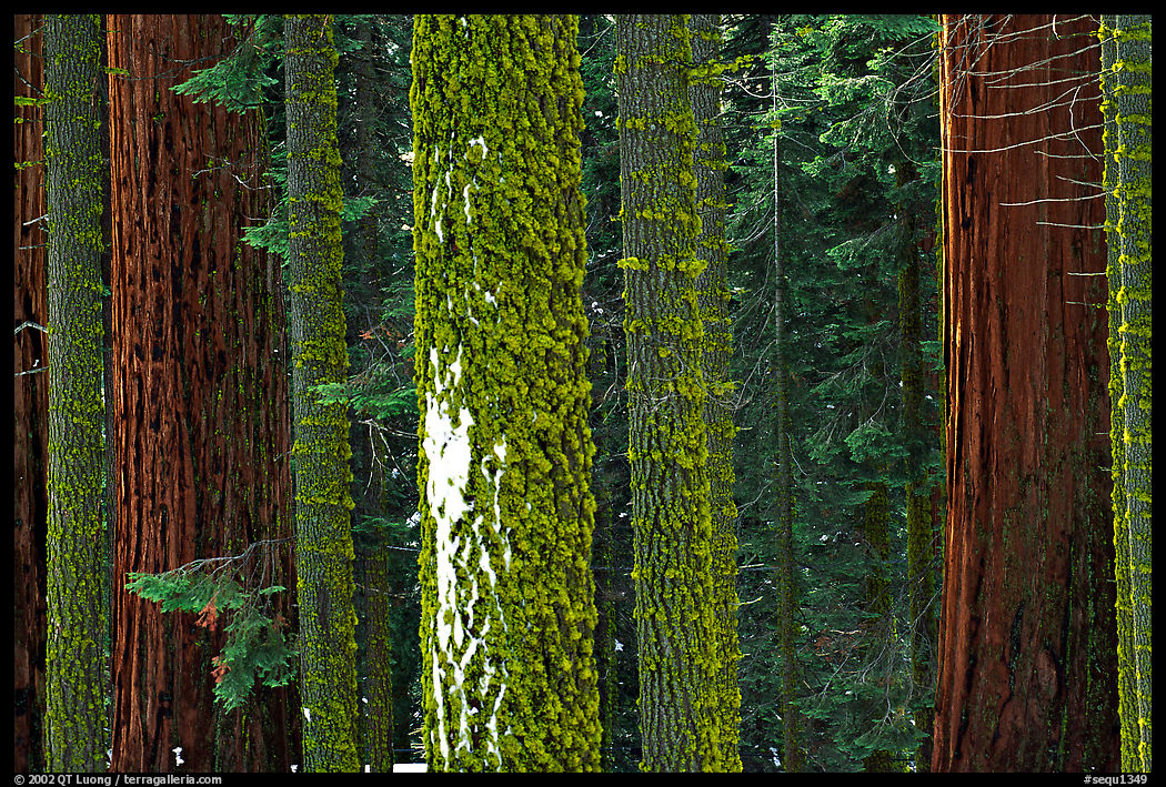 Mosaic of pines, sequoias, and mosses. Sequoia National Park, California, USA.