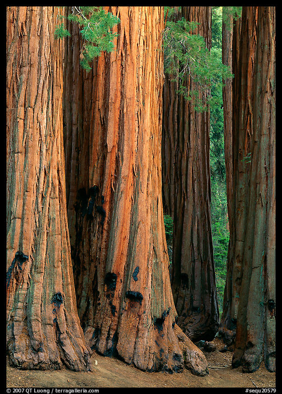 Sequoia (Sequoia giganteum) trunks. Sequoia National Park, California, USA.
