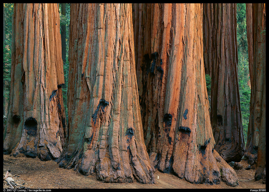 Sequoia (Sequoiadendron giganteum) truncs. Sequoia National Park, California, USA.