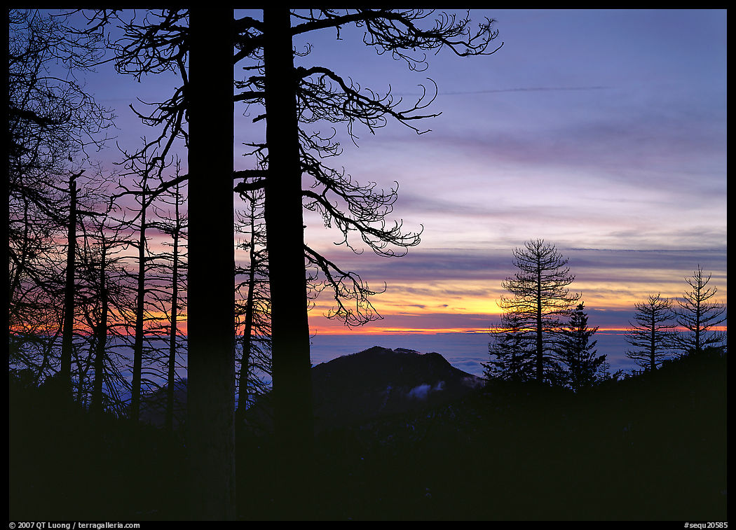 Bare trees in winter and sea of clouds at sunset. Sequoia National Park, California, USA.