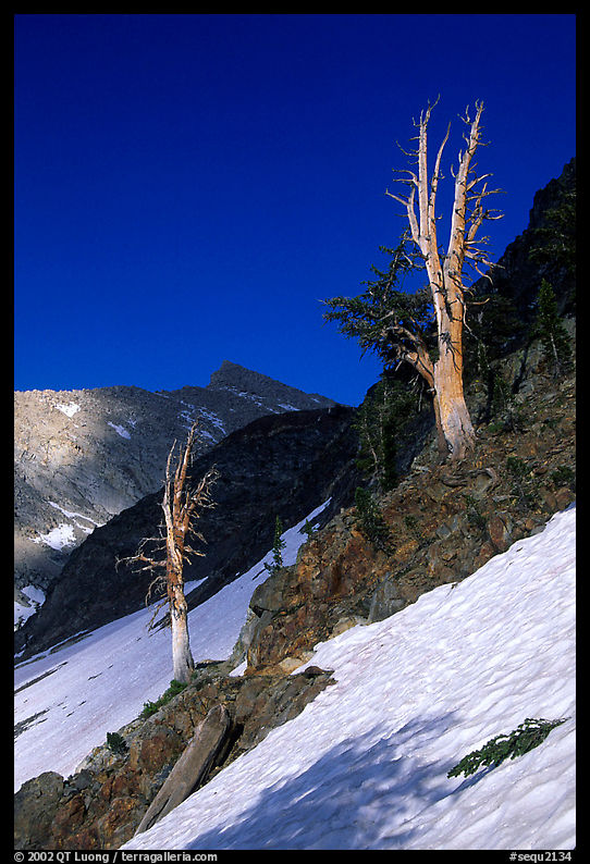 Bare trees above Mineral King, early summer. Sequoia National Park, California, USA.