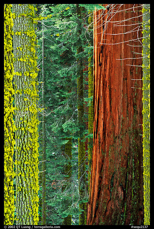 Mosaic of pines, sequoias, and mosses. Sequoia National Park, California, USA.