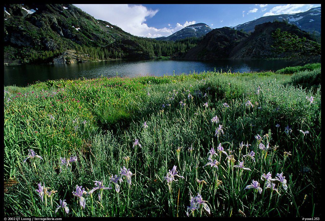 Summer flowers and Lake near Tioga Pass, late afternoon. Yosemite National Park, California, USA.