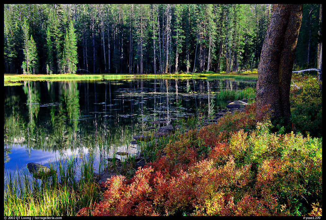 Shrubs in autumn foliage and reflexions, Siesta Lake. Yosemite National Park, California, USA.