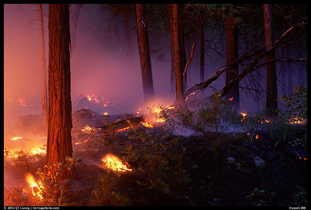 Forest fire. Yosemite National Park, California, USA.