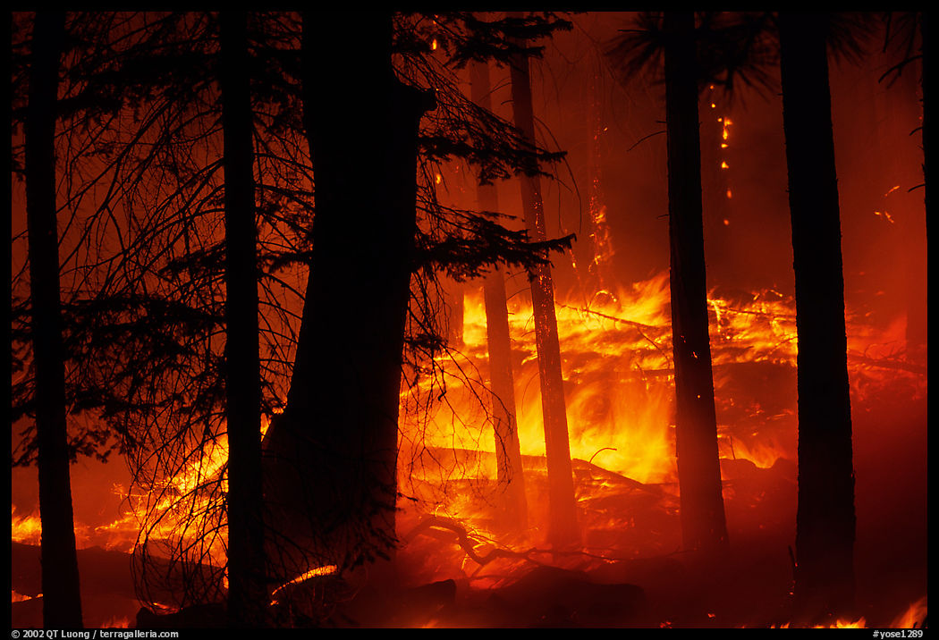 Prescribed fire. Yosemite National Park, California, USA.