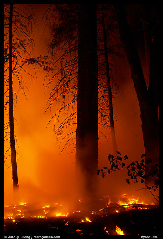 Managed fire. Yosemite National Park, California, USA.