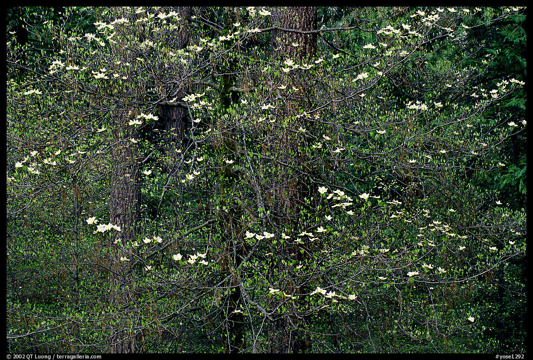 Dogwood flowers. Yosemite National Park, California, USA.
