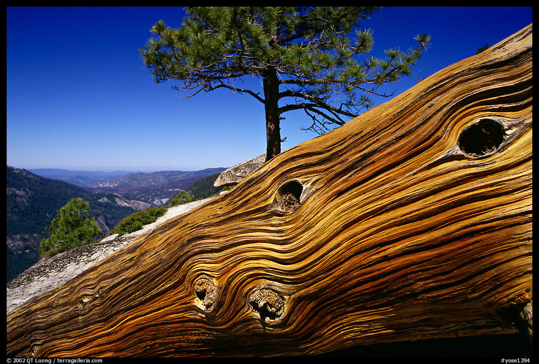 Downed tree on top of El Capitan. Yosemite National Park