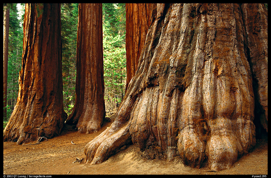 Giant Sequoias (Sequoiadendron giganteum) in Mariposa Grove. Yosemite National Park, California, USA.