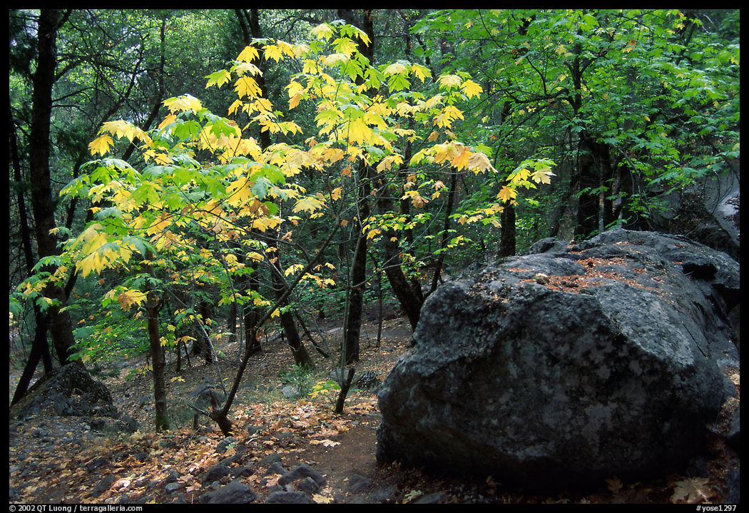 Trees in autunm and boulders near Happy Isles. Yosemite National Park, California, USA.