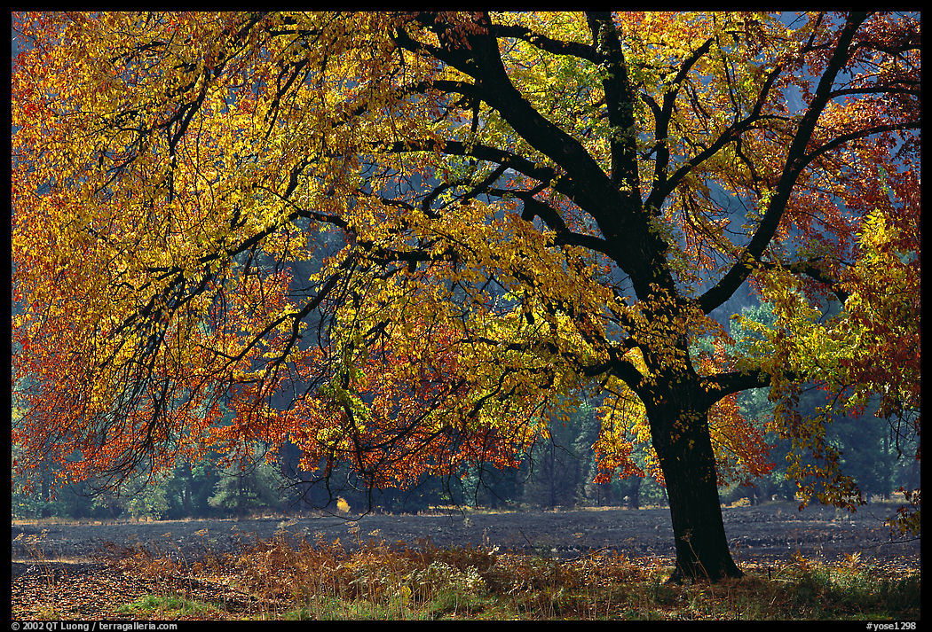Elm Tree in autumn, Cook meadow. Yosemite National Park, California, USA.