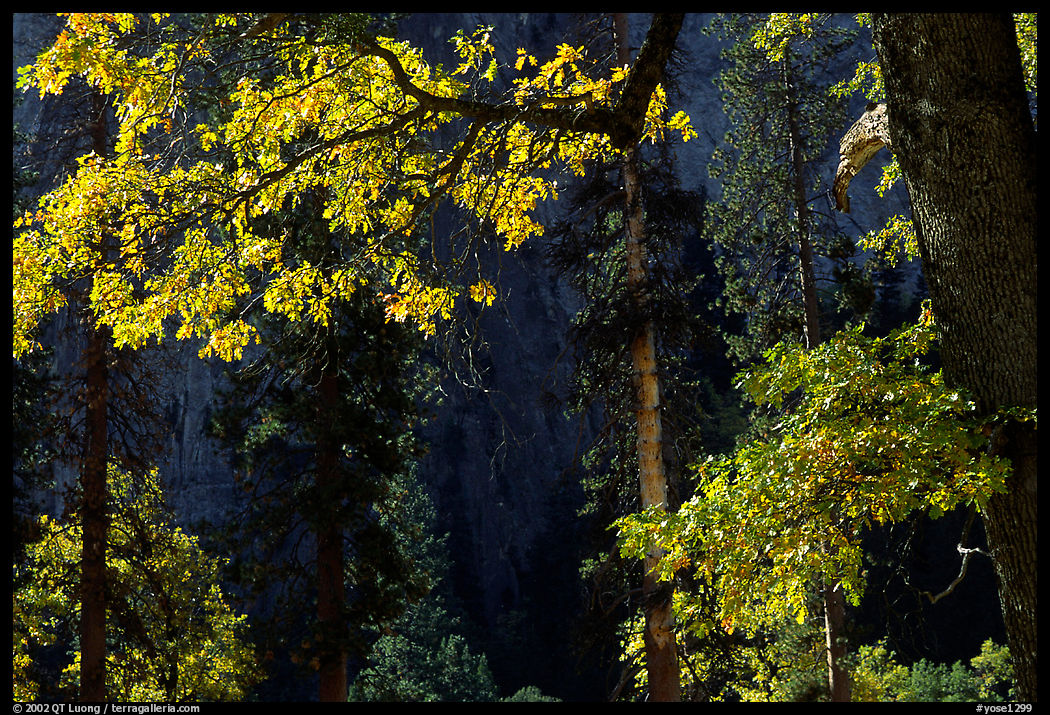 Oaks in autumn in El Capitan meadow. Yosemite National Park, California, USA.