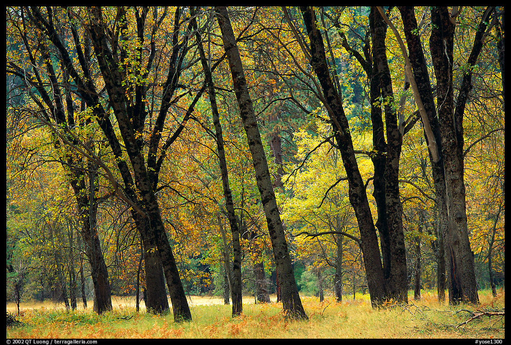 Oaks in fall in El Capitan meadow. Yosemite National Park, California, USA.
