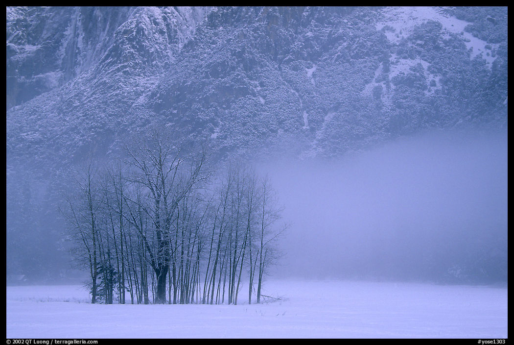 Trees in fog in meadows, early morning. Yosemite National Park, California, USA.