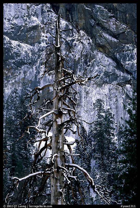 Tree in El Capitan meadows and Cathedral Rocks cliffs, winter. Yosemite National Park