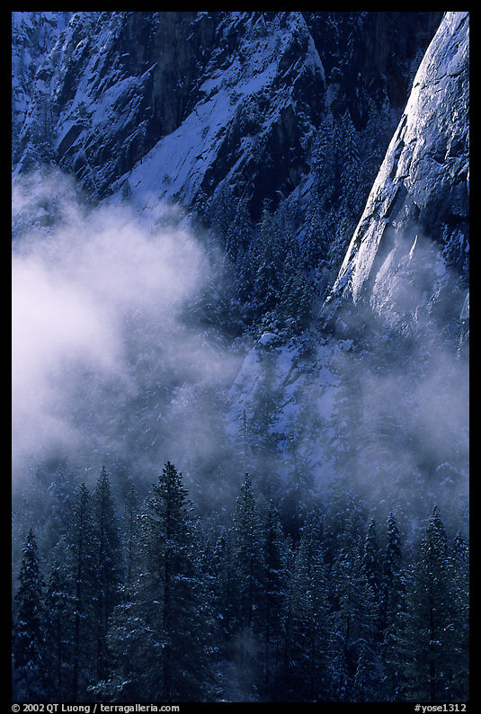Pines, mist, and Cathedral Rocks. Yosemite National Park, California, USA.