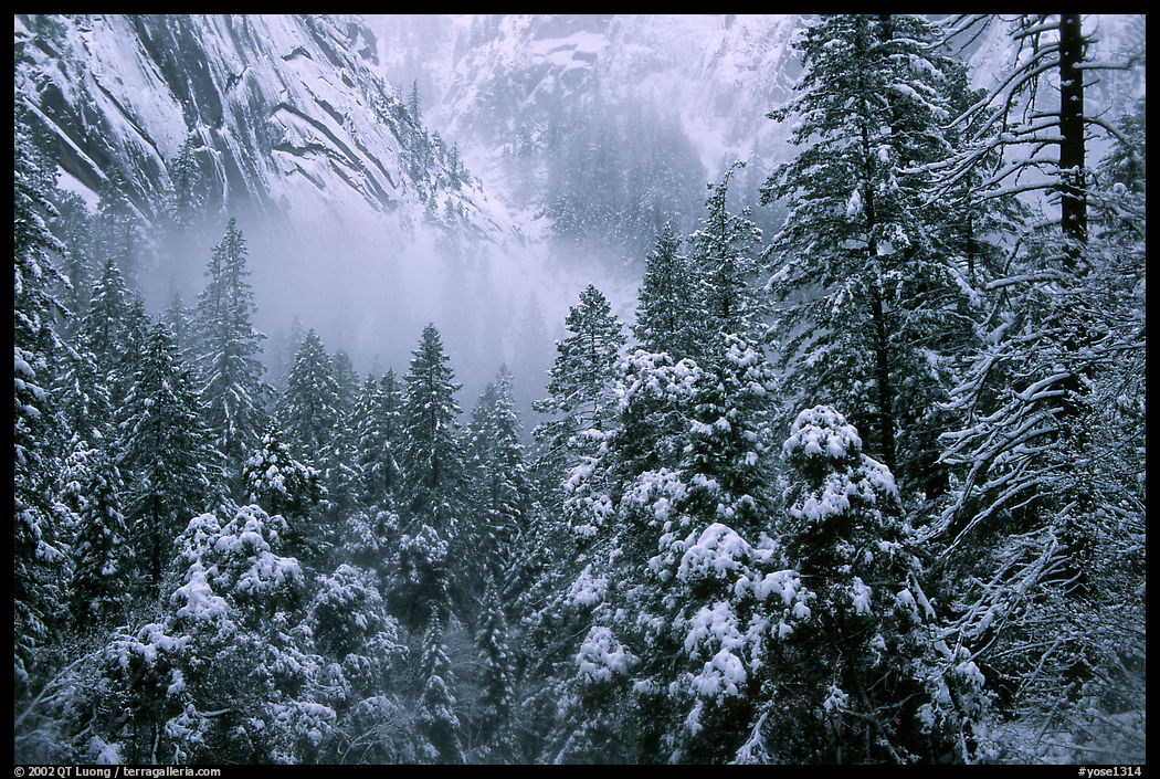 Forest with snow and fog near Vernal Falls. Yosemite National Park, California, USA.