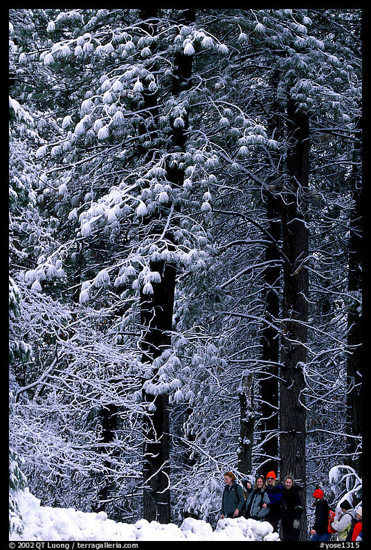 Hikers and snowy trees. Yosemite National Park