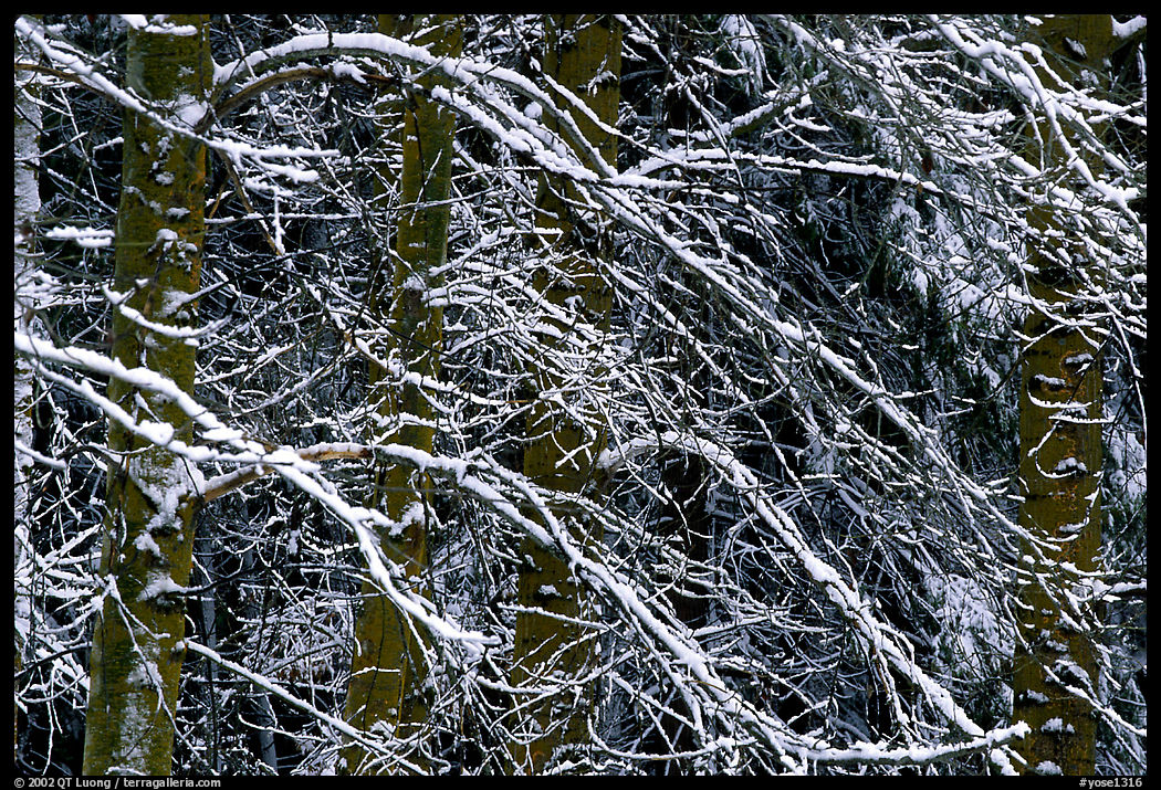 Diagonal pattern of snowy branches. Yosemite National Park