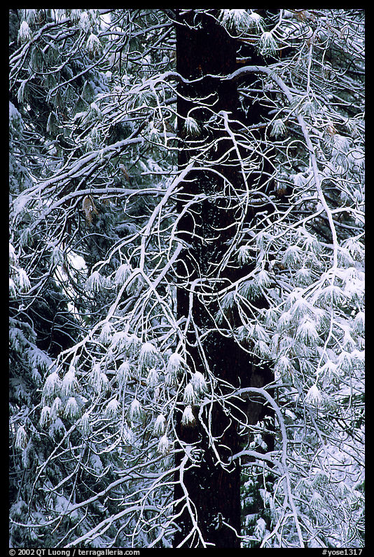 Tree with branches covered by snow. Yosemite National Park