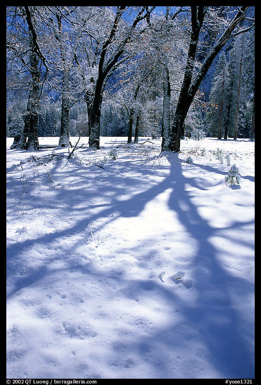 Shadows on snow of oaks trees, El Capitan meadows, winter. Yosemite National Park, California, USA.