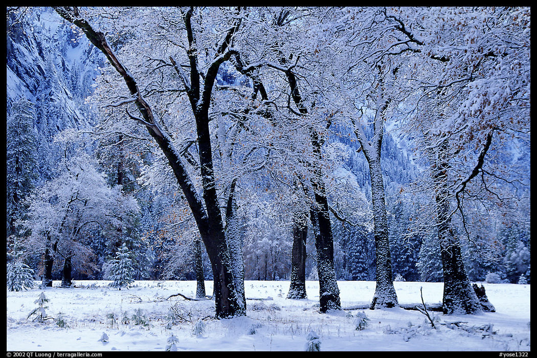 Black Oaks with snow on branches, El Capitan meadows, winter. Yosemite National Park, California, USA.