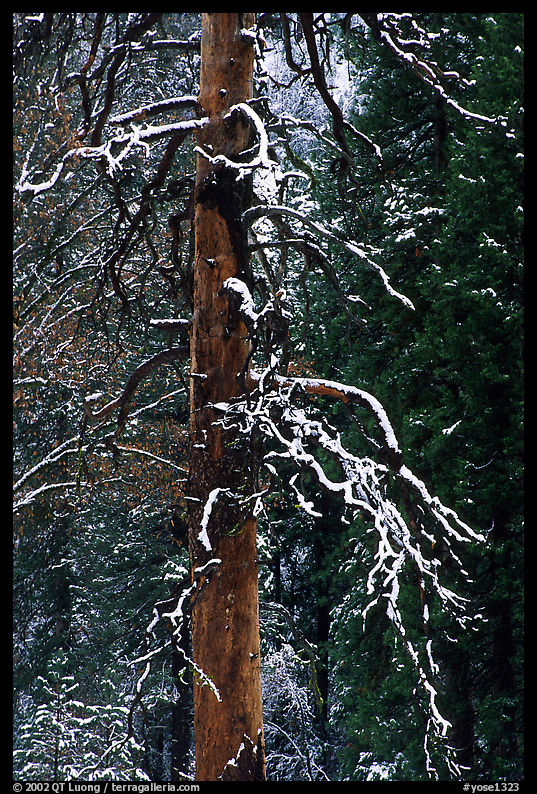 Trunk and snow-covered branches of tree in El Capitan meadow. Yosemite National Park