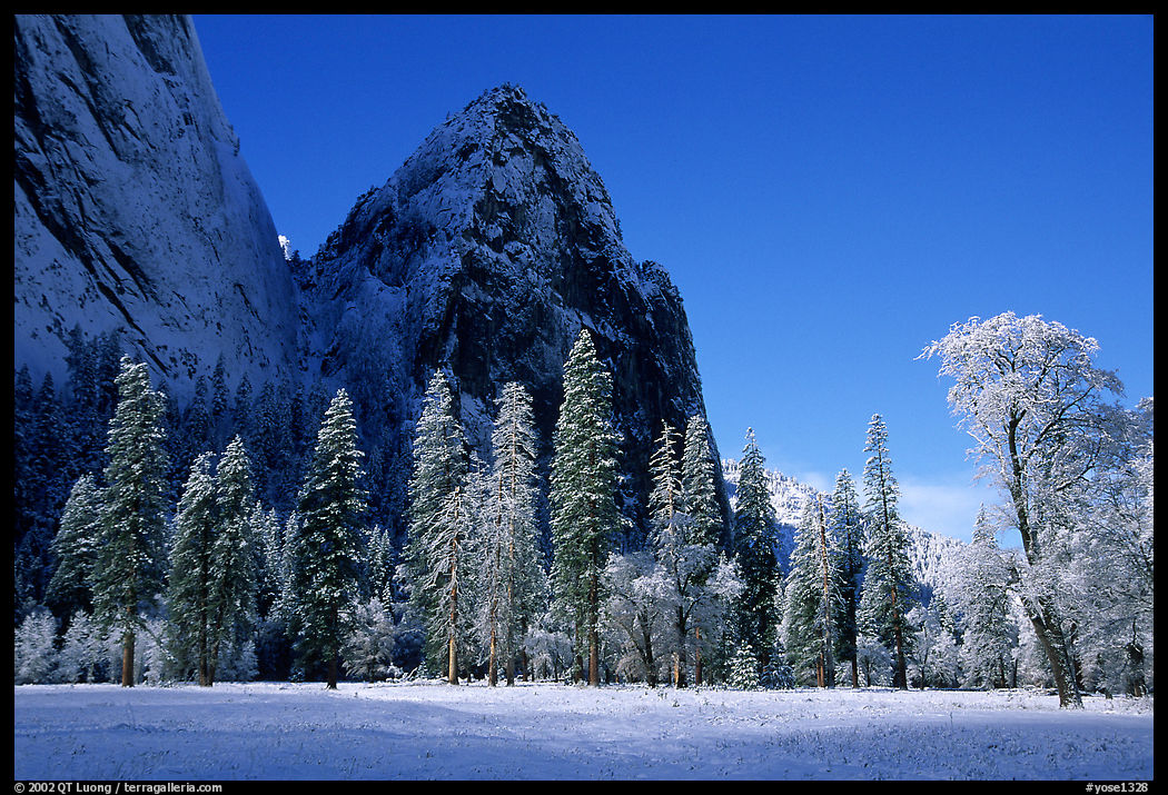 Trees in El Capitan Meadows and Cathedral rocks with fresh snow, early morning. Yosemite National Park, California, USA.