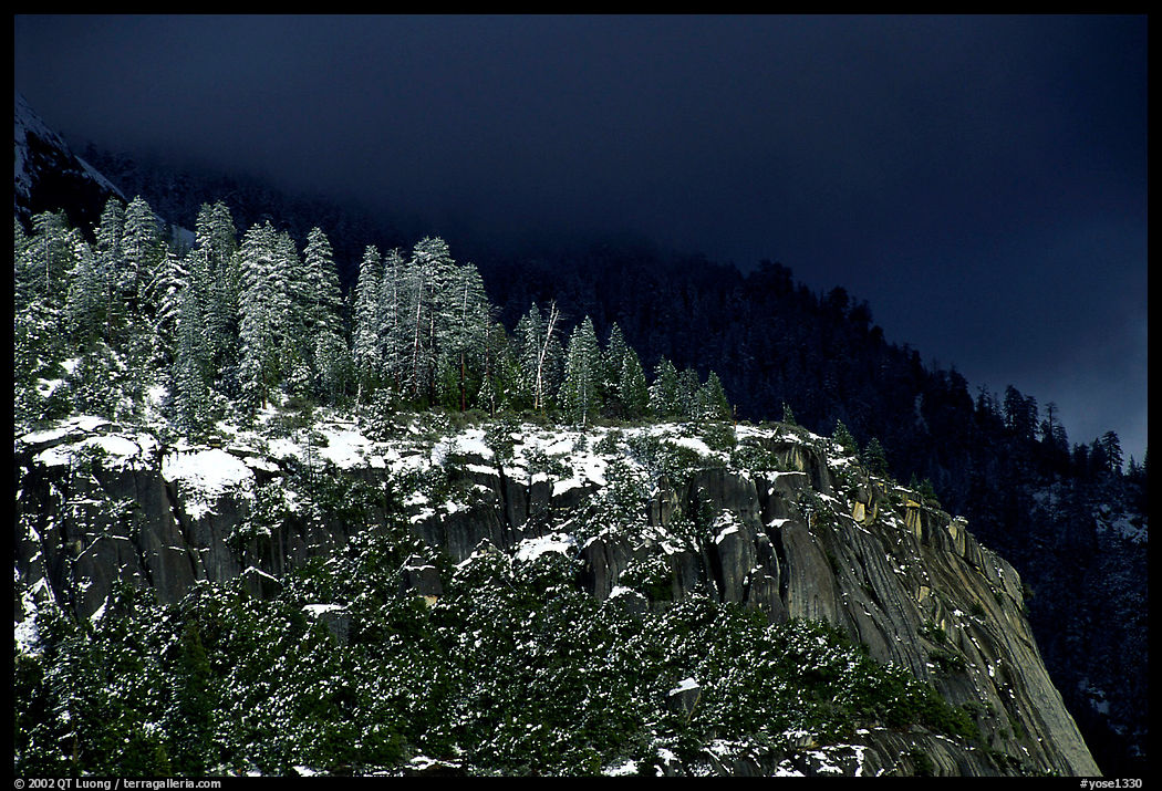 Pine trees on Valley rim, winter. Yosemite National Park, California, USA.