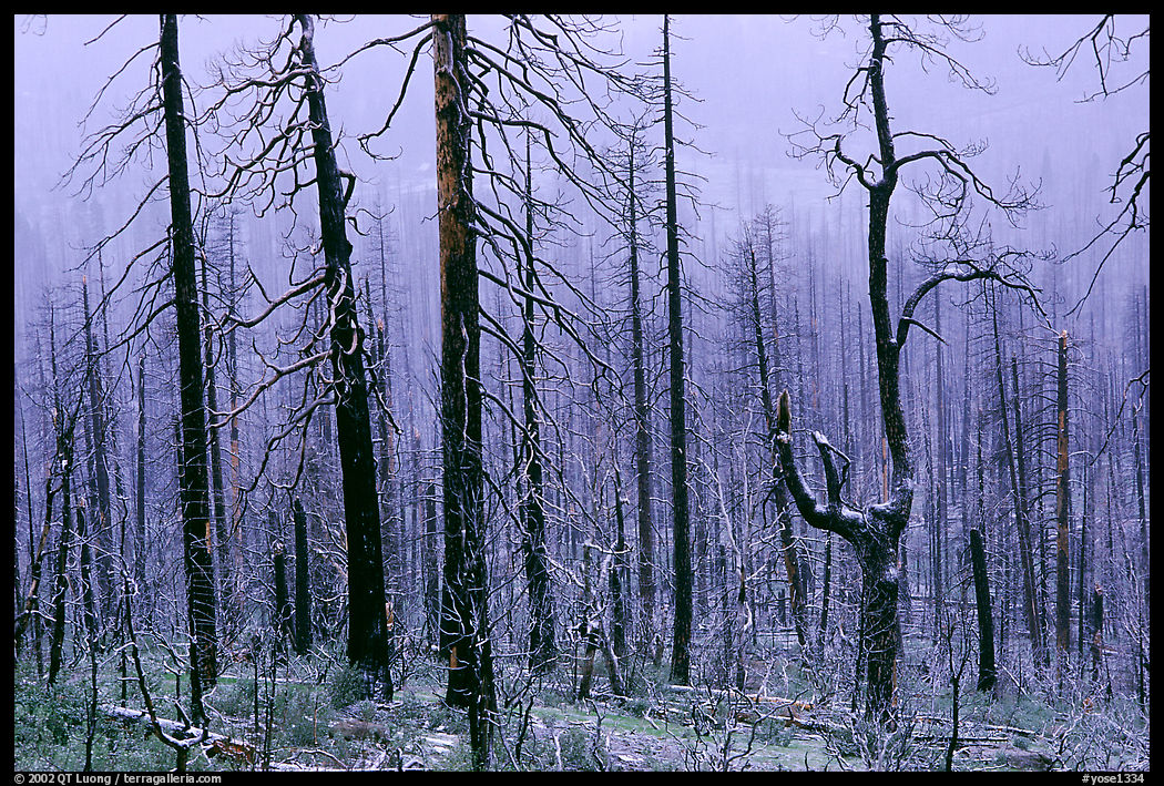 Burned forest in winter along  Big Oak Flat Road. Yosemite National Park, California, USA.