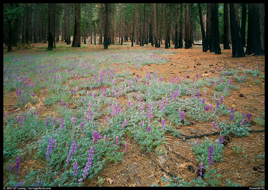 Lupine on floor of burned forest. Yosemite National Park, California, USA.
