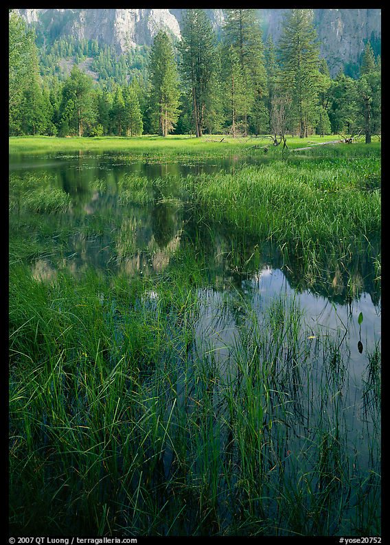 Seasonal pond in spring meadow. Yosemite National Park, California, USA.