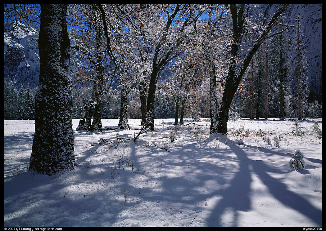 Black Oaks and shadows in El Capitan Meadow in winter. Yosemite National Park, California, USA.